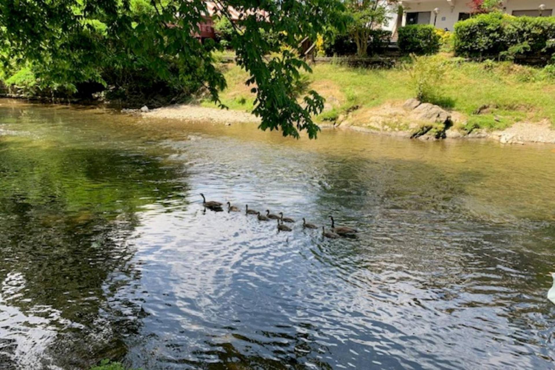 Mill Stream Cottage พิเจนฟอร์จ ภายนอก รูปภาพ